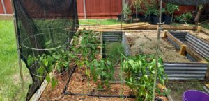 raised_beds_new
